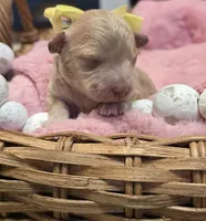 Baylen, a female Maltipoo for sale in Donnelly, MN – 7 of 8