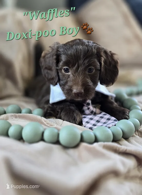 Waffles – Doxiepoo puppy for sale in Donnelly, MN