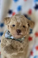 Hercules , a male Shihpoo for sale in Donnelly, MN – 3 of 5