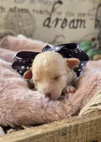 Shyla, a female Pomapoo for sale in Donnelly, MN – 2 of 5