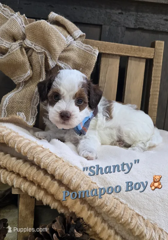 Shanty – Pomapoo puppy for sale in Donnelly, MN
