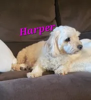 Harper, a female Yorkipoo for sale in Donnelly, MN – 1 of 3