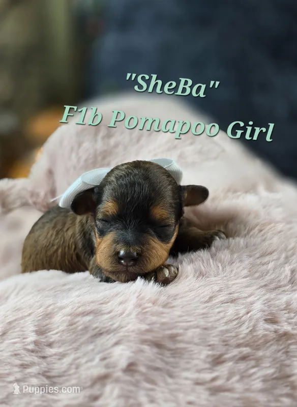 Sheba – Pomapoo puppy for sale in Donnelly, MN