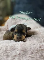 Sheba, a female Pomapoo for sale in Donnelly, MN – 1 of 7