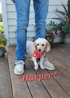 Harper, a female Yorkipoo for sale in Donnelly, MN – 3 of 3
