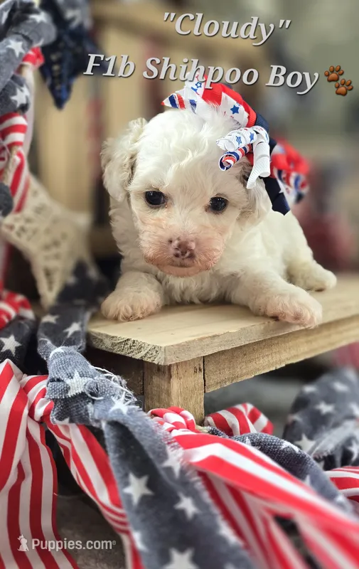 Cloudy – Shihpoo puppy for sale in Donnelly, MN