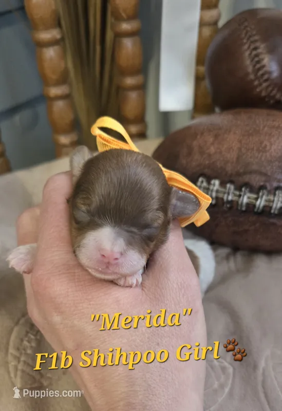Merida – Shihpoo puppy for sale in Donnelly, MN