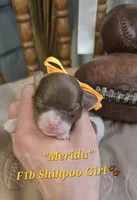 Merida, a female Shihpoo for sale in Donnelly, MN – 1 of 1
