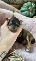 Sheba, a female Pomapoo for sale in Donnelly, MN – 7 of 7