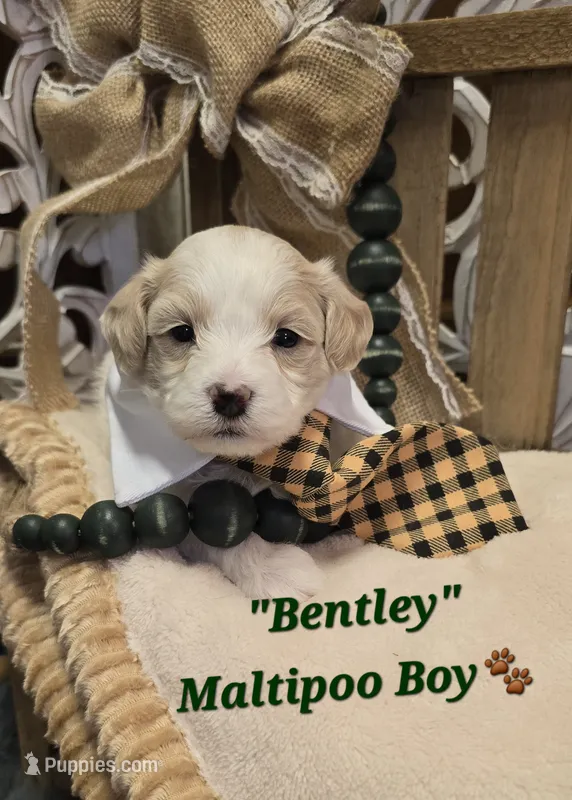 Bentley – Maltipoo puppy for sale in Donnelly, MN