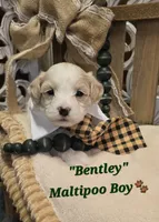 Bentley, a male Maltipoo for sale in Donnelly, MN – 3 of 10