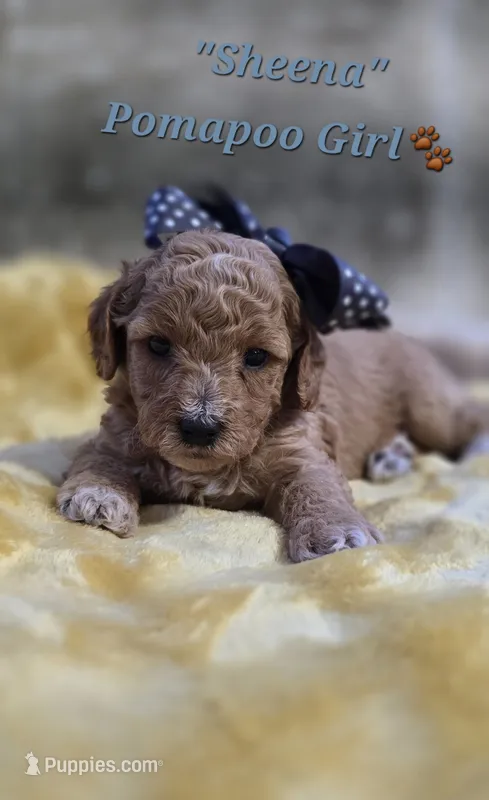 Sheena – Pomapoo puppy for sale in Donnelly, MN