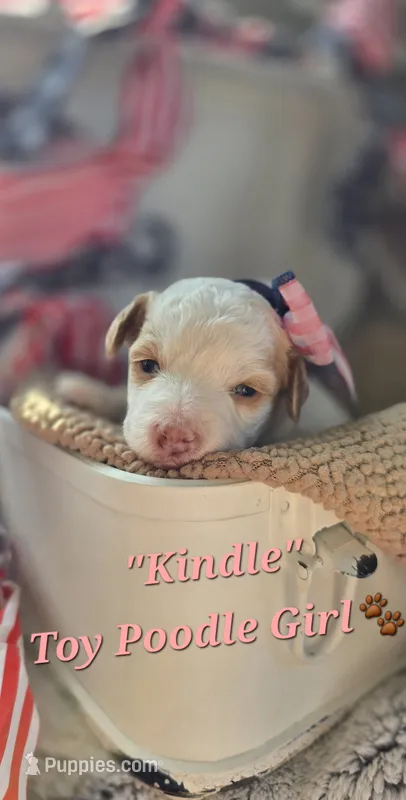 Kindle – Poodle - Toy  puppy for sale in Donnelly, MN