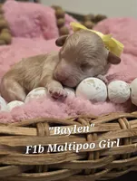 Baylen, a female Maltipoo for sale in Donnelly, MN – 6 of 8