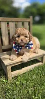 Flynn Rider, a male Shihpoo for sale in Donnelly, MN – 3 of 3