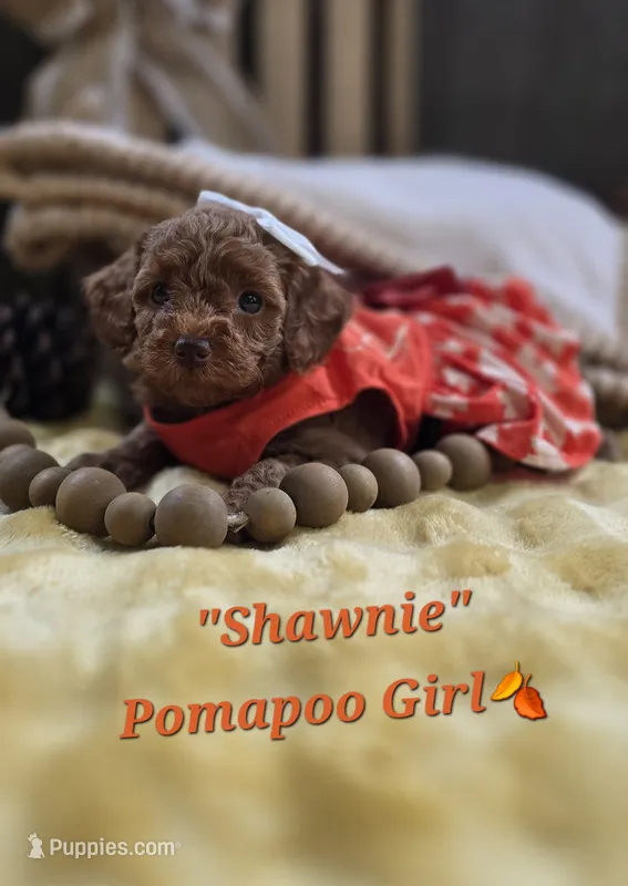 Shawnie – Pomapoo puppy for sale in Donnelly, MN