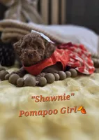 Shawnie, a female Pomapoo for sale in Donnelly, MN – 1 of 6