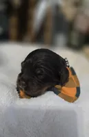 Espresso , a male Cockapoo for sale in Donnelly, MN – 5 of 7