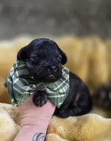 Kyson , a male Peekapoo for sale in Donnelly, MN – 5 of 5