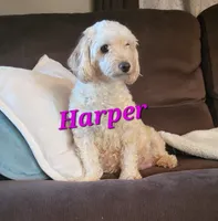 Harper, a female Yorkipoo for sale in Donnelly, MN – 2 of 3