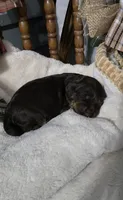 Espresso , a male Cockapoo for sale in Donnelly, MN – 7 of 7