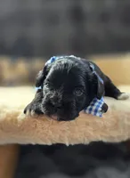 Dock, a male Peekapoo for sale in Donnelly, MN – 3 of 5