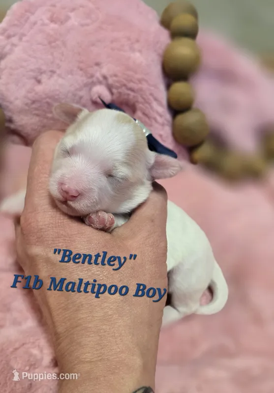 Bentley – Maltipoo puppy for sale in Donnelly, MN
