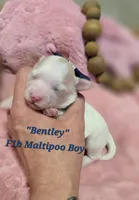 Bentley, a male Maltipoo for sale in Donnelly, MN – 1 of 10