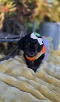 Kehlani , a female Peekapoo for sale in Donnelly, MN – 3 of 10