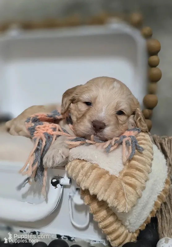 Macchiato  – Cockapoo puppy for sale in Donnelly, MN