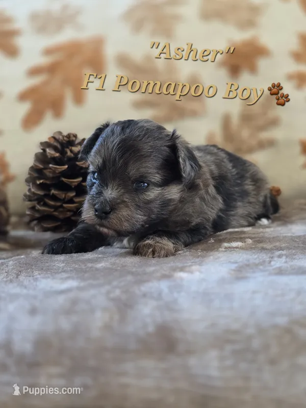 Asher  – Pomapoo puppy for sale in Donnelly, MN