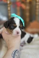 Bessie, a female Cavapoo for sale in Donnelly, MN – 7 of 9