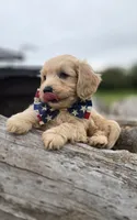 Hans, a male Yorkipoo for sale in Donnelly, MN – 2 of 4