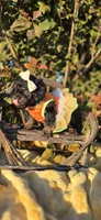 Kehlani , a female Peekapoo for sale in Donnelly, MN – 4 of 10