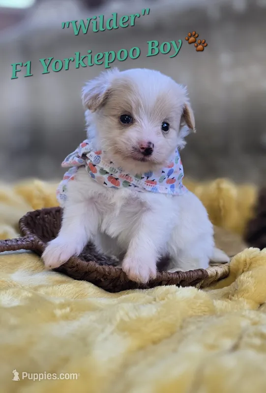 Wilder – Yorkipoo puppy for sale in Donnelly, MN