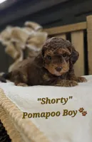 Shorty, a male Pomapoo for sale in Donnelly, MN – 2 of 4