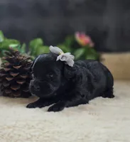 Anchor , a female Peekapoo for sale in Donnelly, MN – 3 of 3
