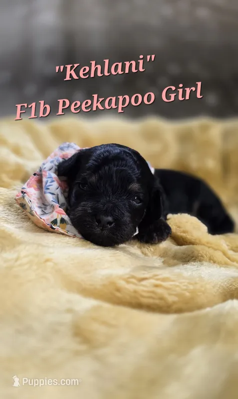 Kehlani  – Peekapoo puppy for sale in Donnelly, MN