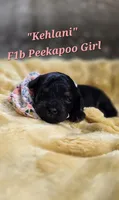 Kehlani , a female Peekapoo for sale in Donnelly, MN – 1 of 4