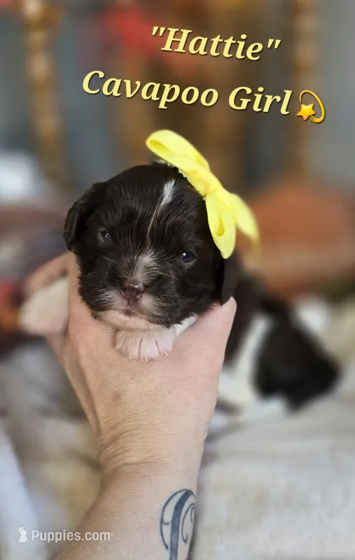 Hattie, a female Cavapoo for sale in Donnelly, MN – 1 of 6