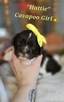 Hattie, a female Cavapoo for sale in Donnelly, MN – 1 of 6
