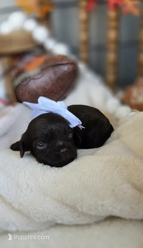 Ruthie – Cavapoo puppy for sale in Donnelly, MN