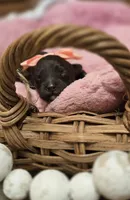 Briar, a female Maltipoo for sale in Donnelly, MN – 3 of 5
