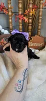 Lizzie, a female Cavapoo for sale in Donnelly, MN – 2 of 8