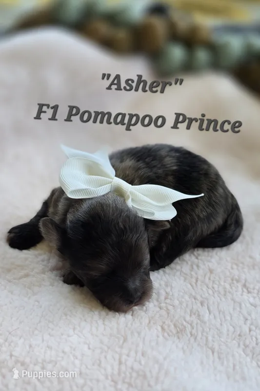 Asher  – Pomapoo puppy for sale in Donnelly, MN