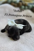 Asher , a male Pomapoo for sale in Donnelly, MN – 1 of 4