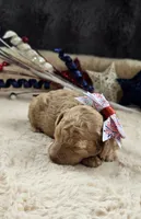 Hope, a female Poodle - Toy  for sale in Donnelly, MN – 3 of 3