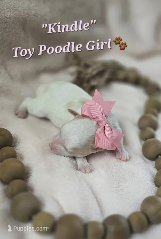 Kindle – Poodle - Toy  puppy for sale in Donnelly, MN