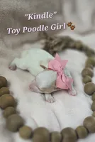Kindle, a female Poodle - Toy  for sale in Donnelly, MN – 1 of 1