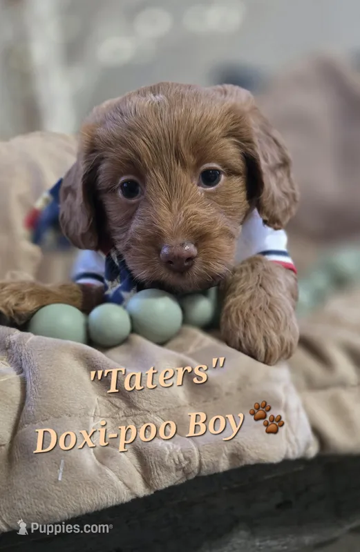 Taters – Doxiepoo puppy for sale in Donnelly, MN